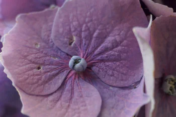 Close-up of a purple flower