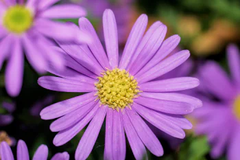 Close-up of a purple flower with yellow stamens