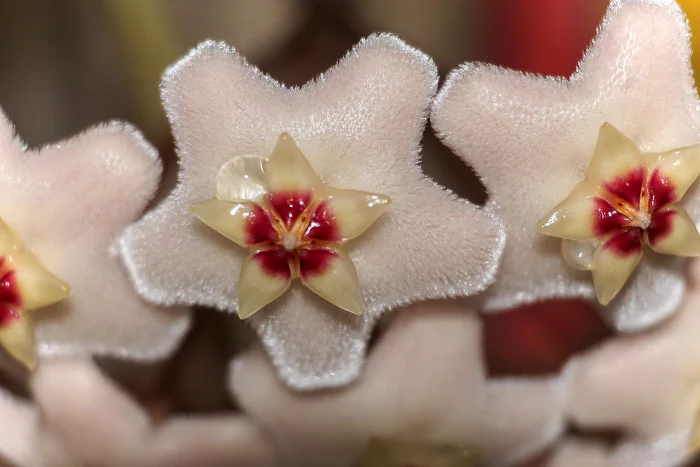 Indoor close-up of flower that looks almost artificial with a drop of mildew