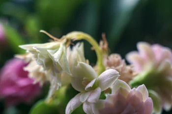 Indoor close-up of white and pink flower