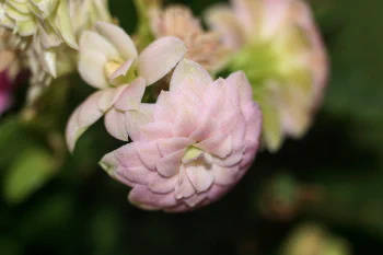 Indoor close-up of a very soft seeming pink flower