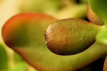 Indoor close-up of red-bordered green leaves of a succulent plant