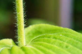 Outdoor close-up of a hairy green leaf and stem