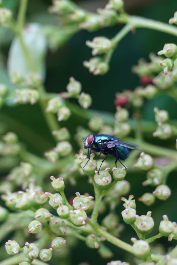 A macro photo of a green-blueish fly sitting on some tiny flowers