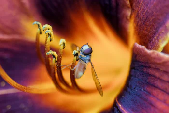 A macro photo of a wasp sitting on the yellow stamens of orange-purple flower