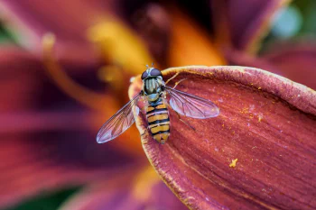 A macro photo of a wasp sitting on a leave of a purple plant