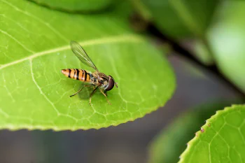 A macro photo of a wasp sitting on a green leaf with a sharp looking edge