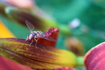 A macro photo of a white-yellow striped wasp sitting on a leaf with colors ranging from red to orange to yellow