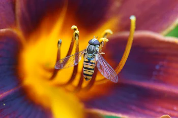 A macro photo of a yellow-black striped wasp sitting on the yellow stamens of a purple-yellow flower