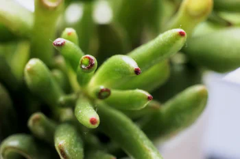 An indoor close-up of the red-tipped leaves of a succulent plant